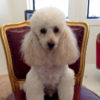 Poodle Poodle